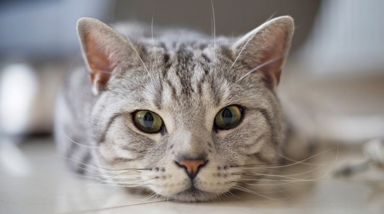 Gato