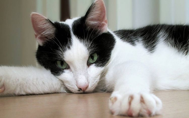 Cómo ayudar a la gata con el calor en el apartamento