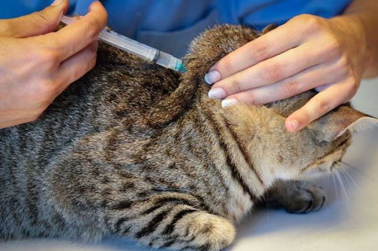 Inyección a un gato en la cruz