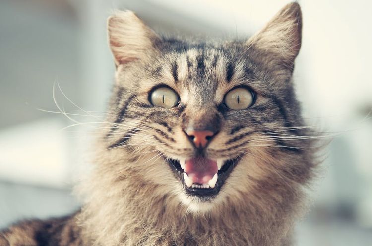 El gato maúlla
