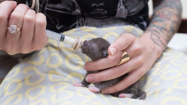Alimentación de un gatito recién nacido con jeringuilla