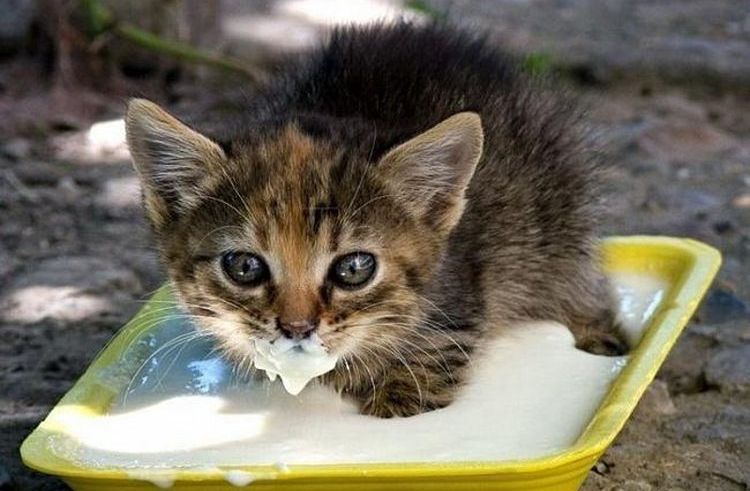 El gatito bebe leche