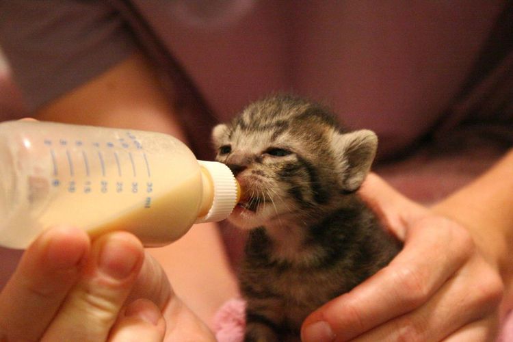 Alimentación de un gatito recién nacido con biberón