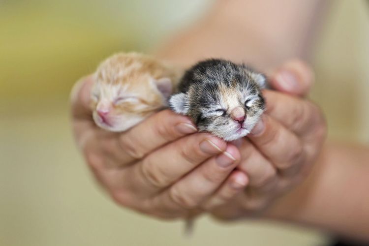Gatitos en la palma de la mano