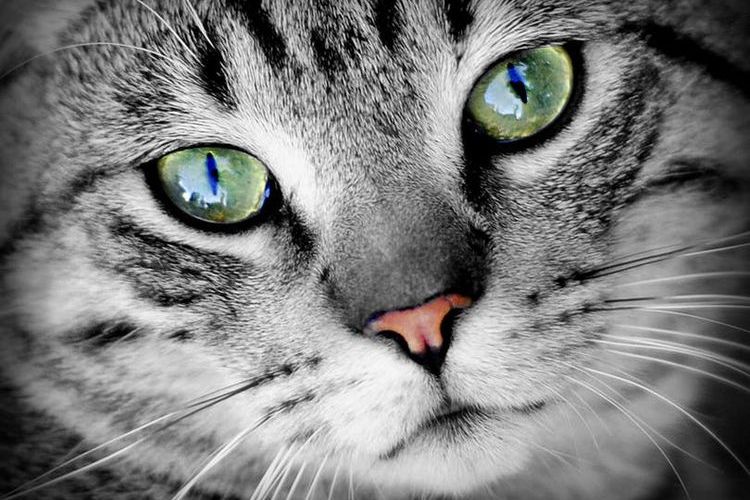 Gata con ojos verdes