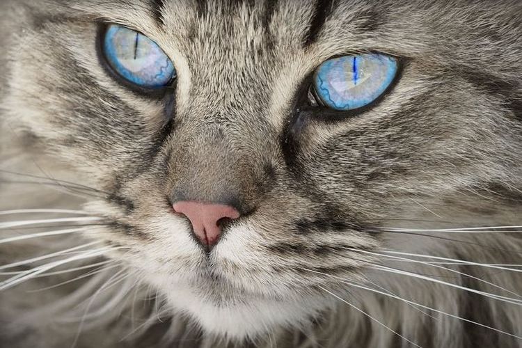 Gato de ojos azules
