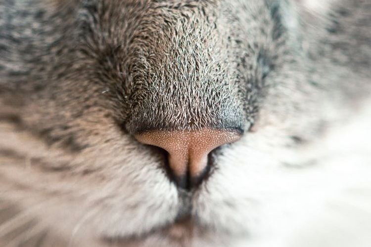 La nariz del gato