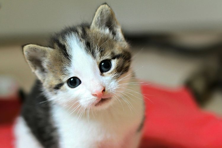 Gatito