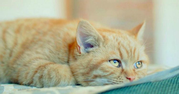 Gato triste