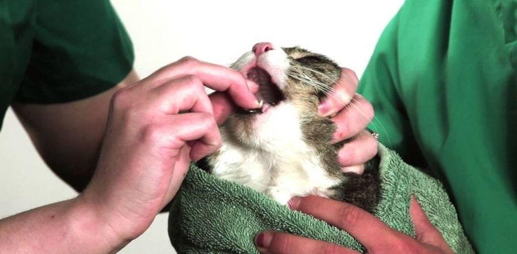Cómo administrar un comprimido al gato