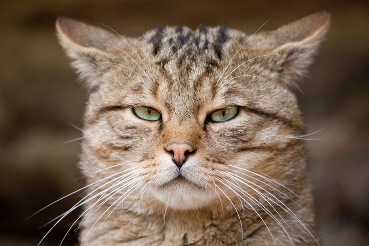 Gato serio