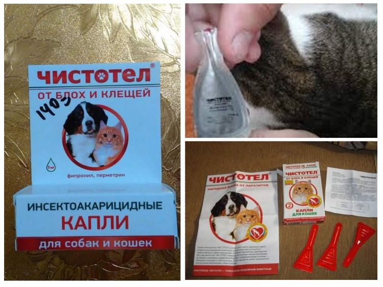 Gotas Chistotel para gatos