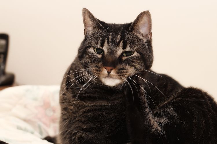 El gato se rasca