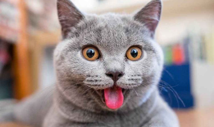 El gato ha sacado la lengua