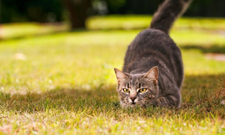Gato cazando