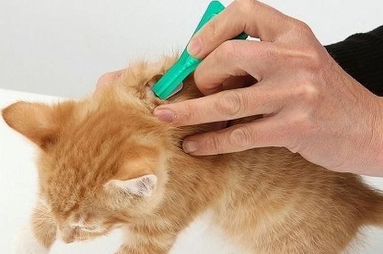 Se aplican gotas antipulgas al gatito