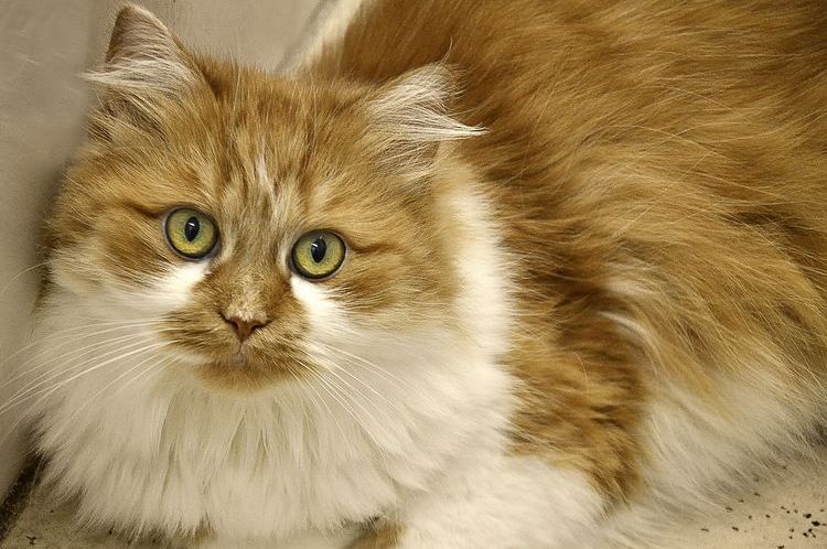 Gato peludo