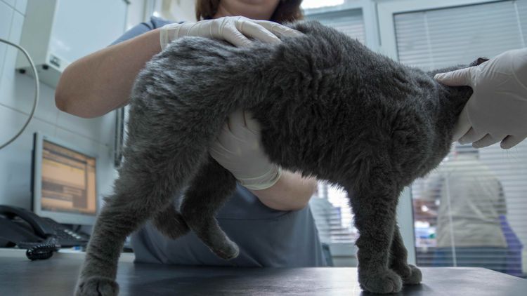 Exploración de los riñones del gato