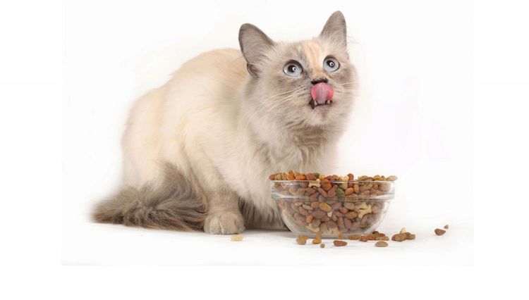 El gato come comida