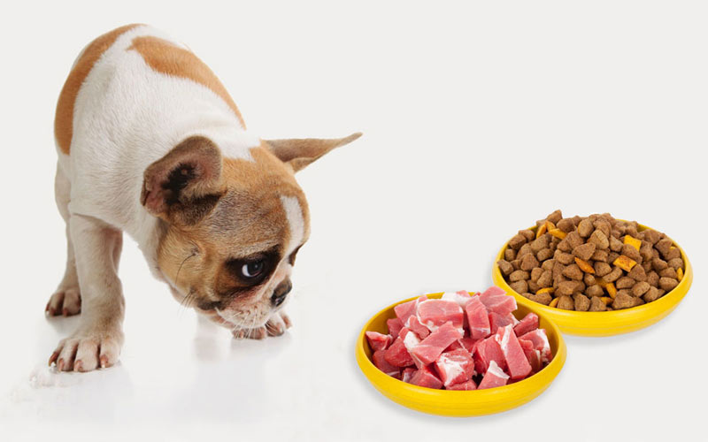 cómo elegir pienso para perro