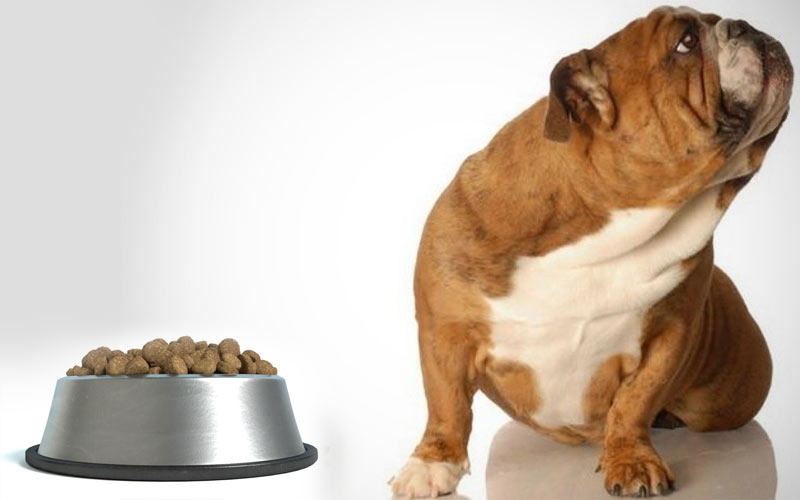 Composición del pienso barato para perros: qué elegir
