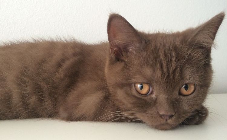 Gato triste
