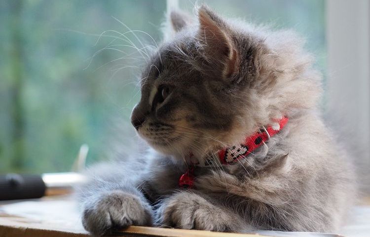 Gatito peludo con collar