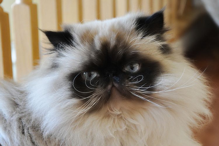 Gato peludo