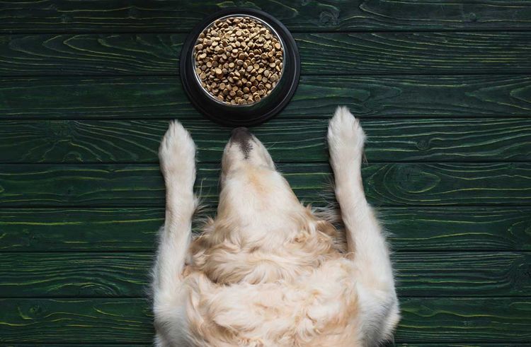 Labrador frente al cuenco de comida
