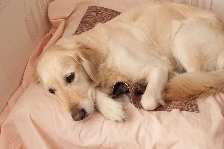 Labrador beige