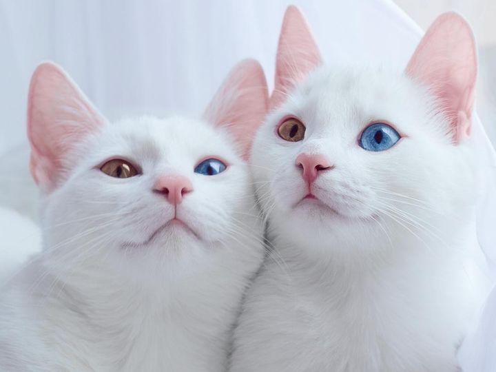 Gatos con ojos de diferentes colores