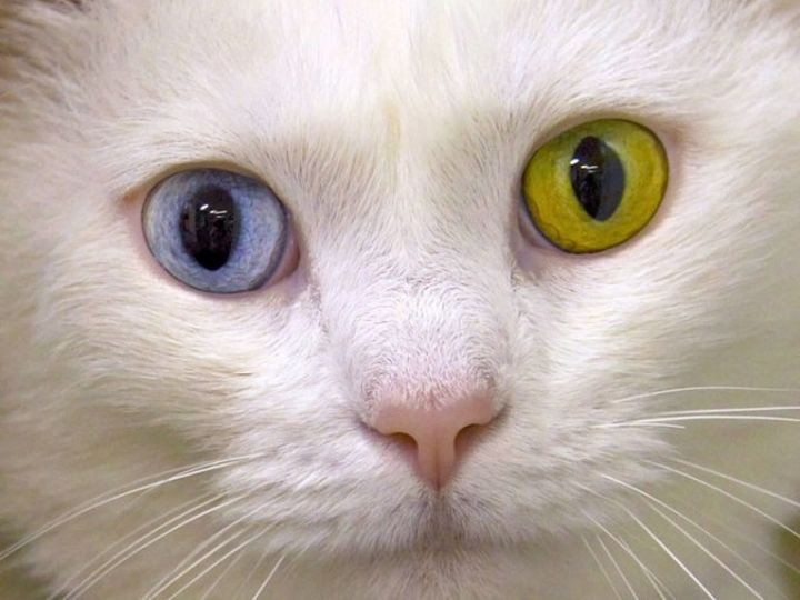 Gata blanca con ojos de diferentes colores