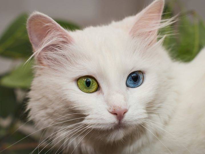 Gata blanca con ojos de diferentes colores