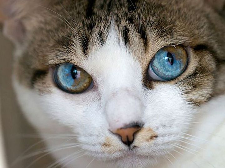 Gato con ojos de diferentes colores