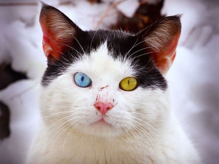 Gato con ojos de diferentes colores