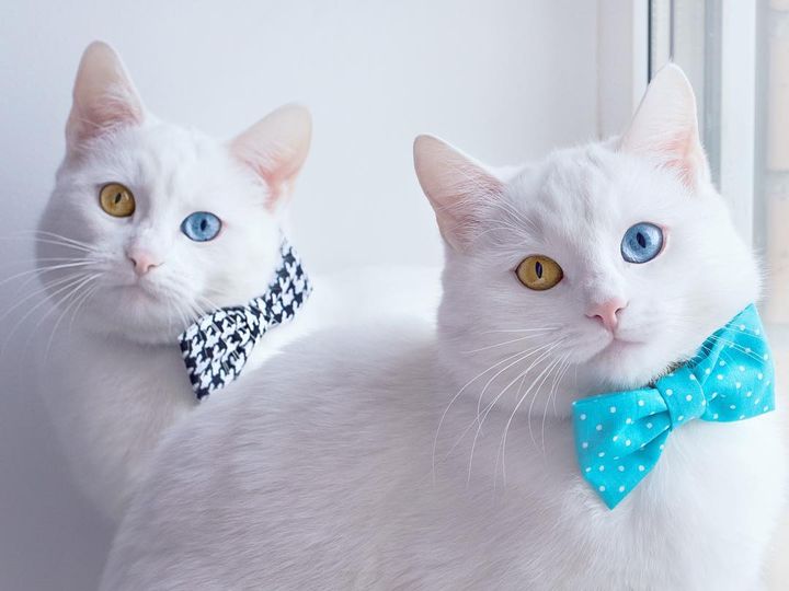 Gatos con ojos de diferentes colores