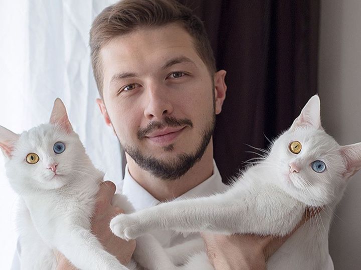 Gatos con ojos de diferentes colores