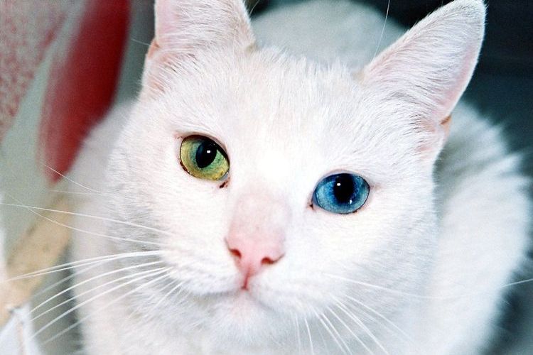 Angora Turco