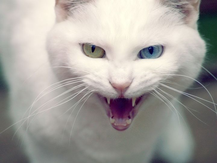 Monocromía en gatos