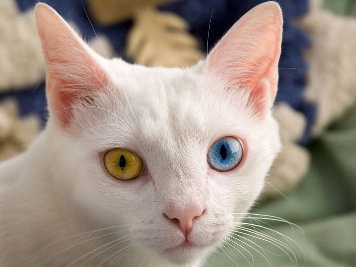Monocromía en gatos