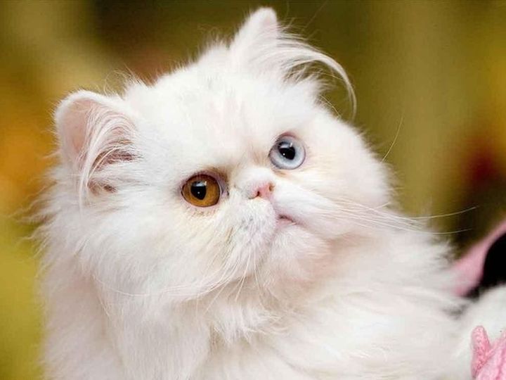 Gato esponjoso con ojos de diferentes colores