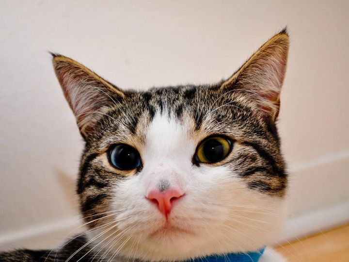 Gato con ojos de diferentes colores