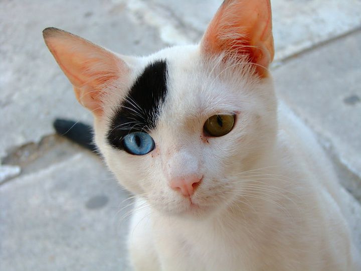 Gato con ojos de diferentes colores