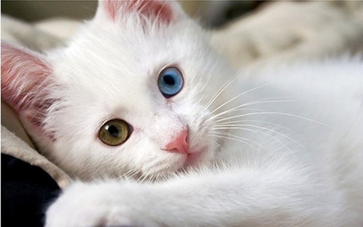 Gata con ojos de diferentes colores