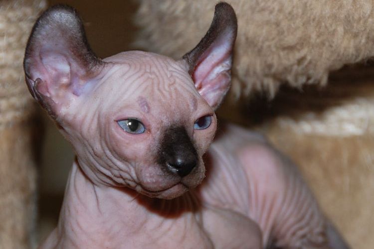 Gatito elfo