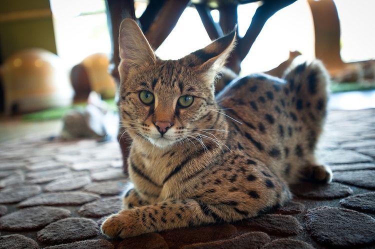Gato Savannah