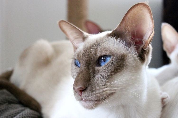 Balinese (gato balinés)