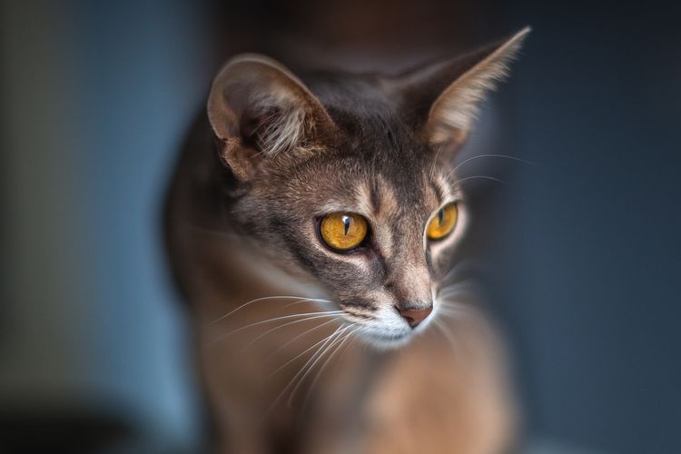 Gato abisinio