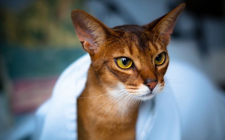 Gato abisinio