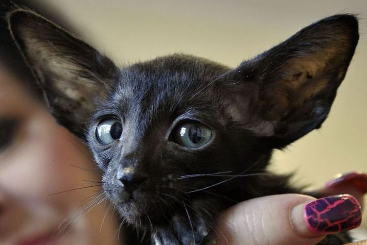 Gatito oriental